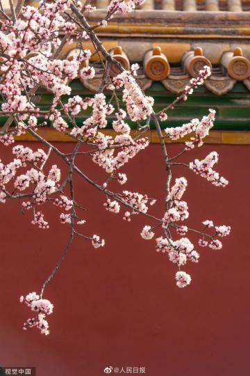 樱桃花万树，春来也灼灼...