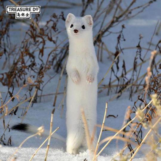 白鼬是一種小型的獴類動物...