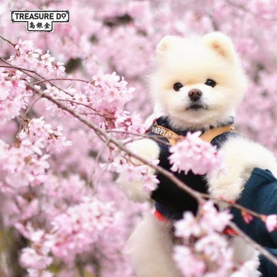 早晨！我都要賞花呀.......