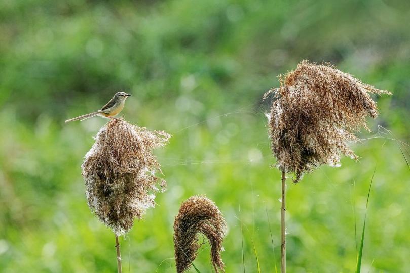 香港是個「打鳥」天堂 ......