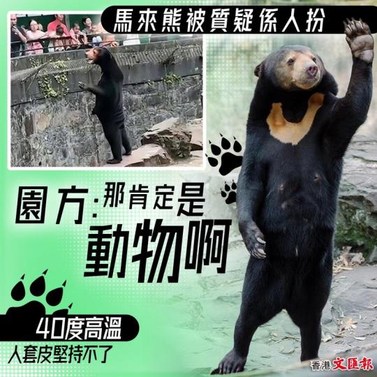 馬來熊被質疑人扮 園方：那肯定是動物啊...