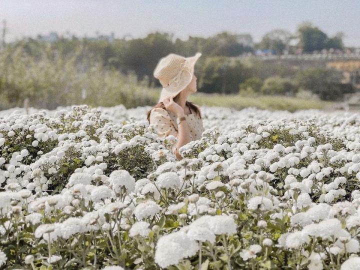 11月限定「黃白杭菊花海」地點快筆記...