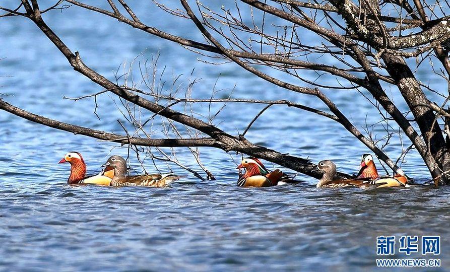多種「明星鳥」齊聚大理洱源...