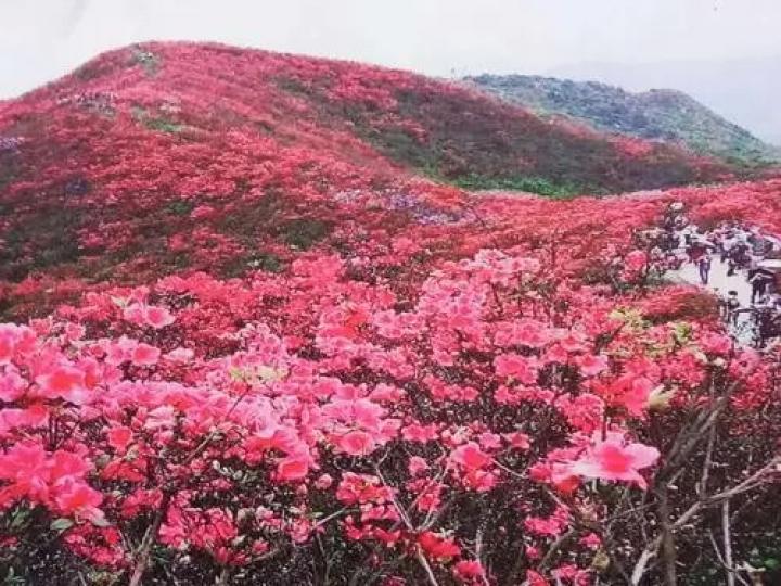 貴州丹寨杜鵑花節.........