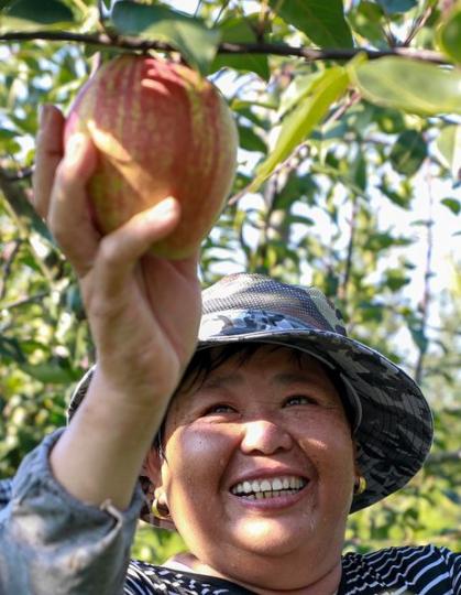 Workers are busy picking and packaging the juicy pears in Tianganghu...