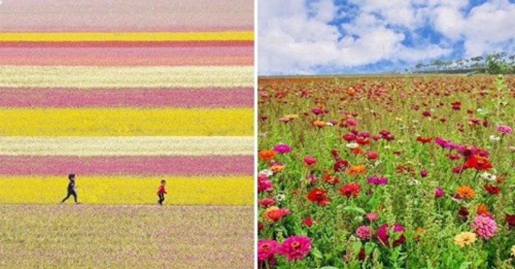 27公頃的花海看不到盡頭...