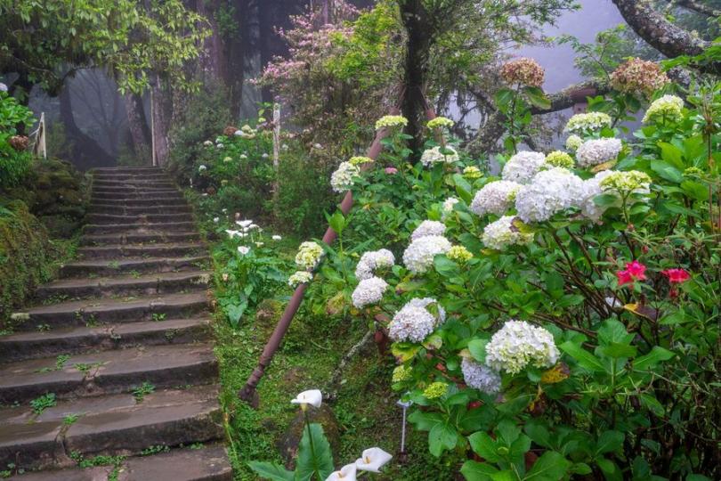 【阿里山繡球花】余晴峰／攝...