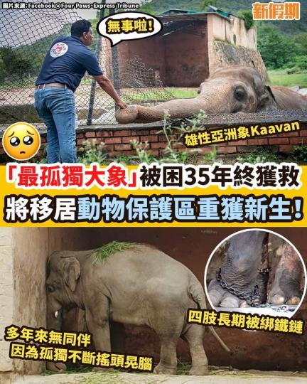 「最孤獨大象」被困35年終獲救！...
