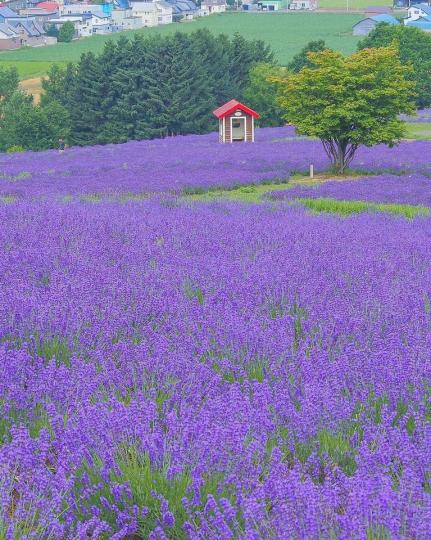 有著滿滿薰衣草花田的日之出公園...