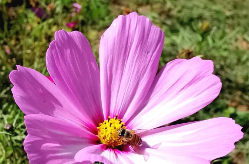 荔枝角公園一遊的隨拍...