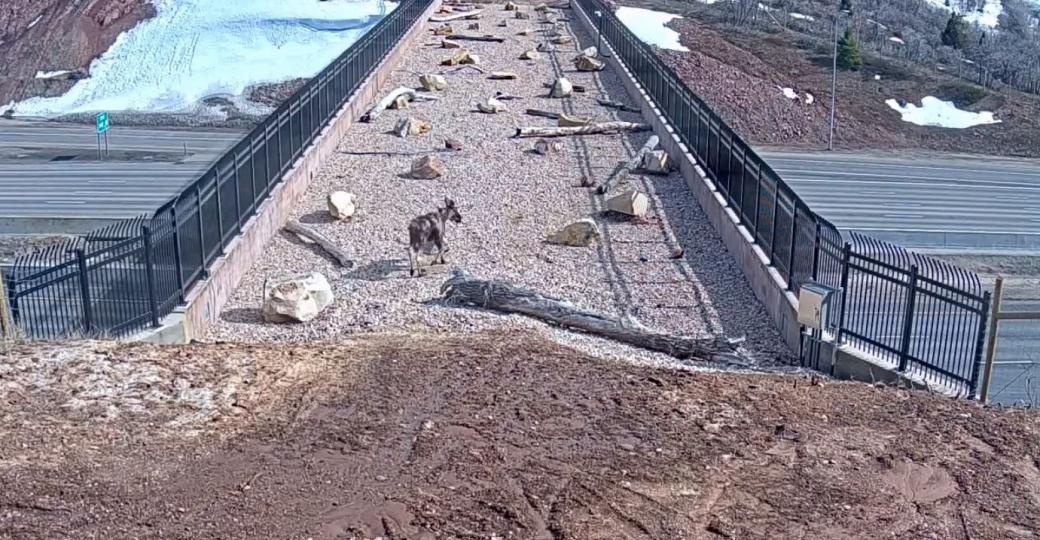 這一座「不給人類走的橋」拯救了上萬條生命...
