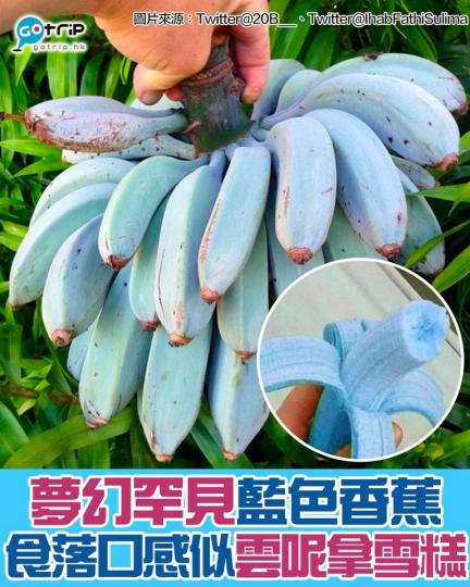 呢種「爪哇藍蕉（Blue Java Banana)」喺成熟前就會呈藍色，超夢幻同特別啊！...
