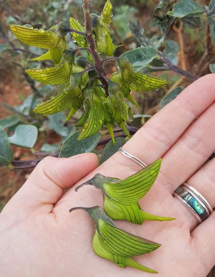 路邊小小花朵長得超像迷你蜂鳥...