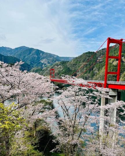 位於高知縣仁淀川町的「大渡水壩大橋」...