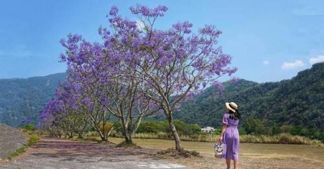 藍紫色樹海太夢幻！......