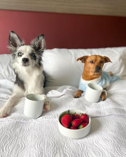 「Home 2 Suites」和當地救援機構合作，推出了超可愛的
🐶狗狗陪住活動...