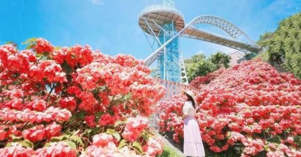 整片粉色花海太浪漫了...