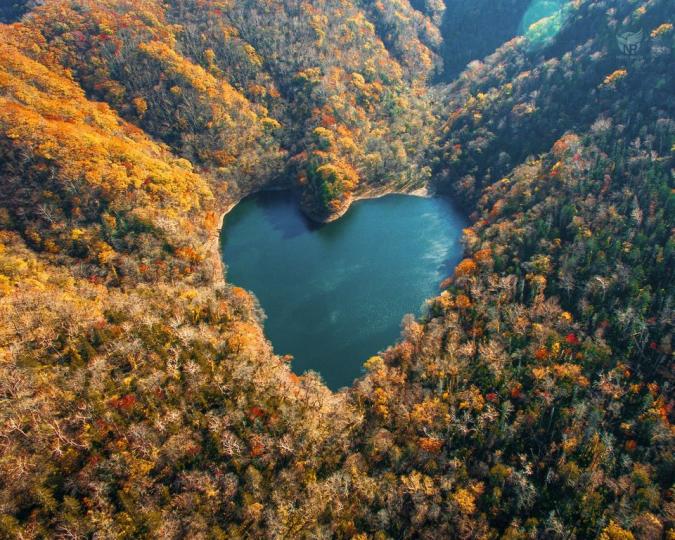 北海道金秋森林中的愛心湖泊...