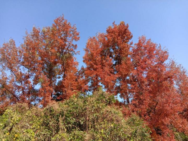 20221231: 🍂楓樹林...