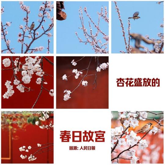 北京故宮的杏花近日開好了...