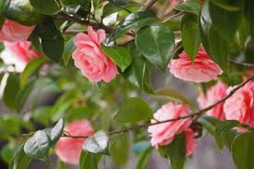 日本「特有粉嫩山茶花」也超夢幻...
