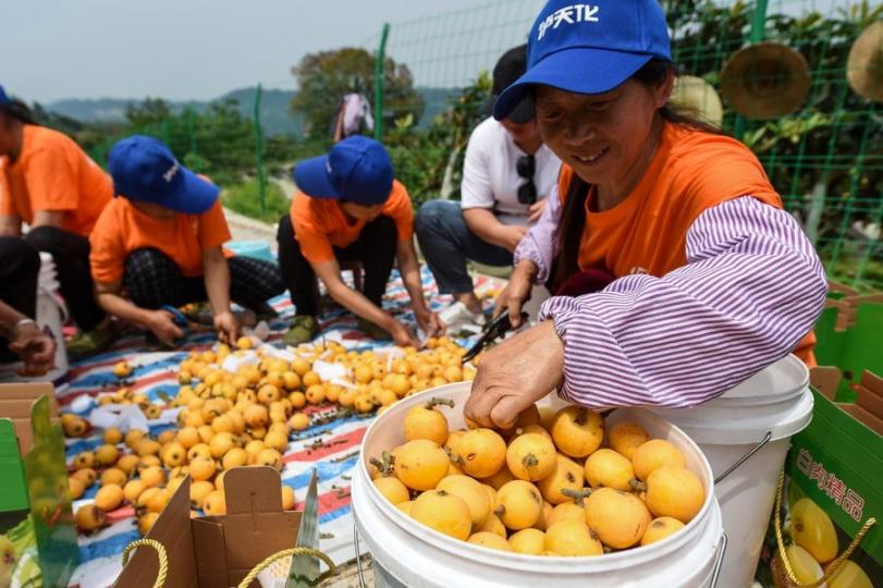 The loquat trees in Chongqing have just ripened, and the farmers are busy picking fruit.... The loquat trees in Chongqing have just ripened, and the farmers are busy picking fruit....