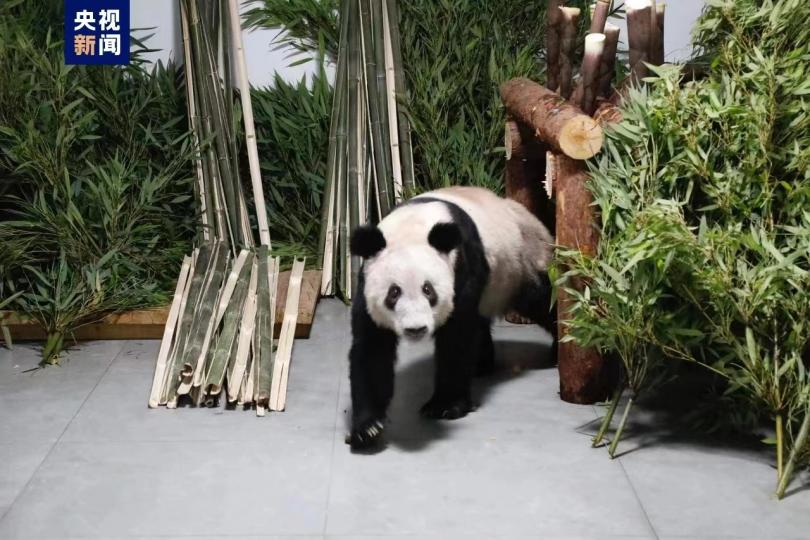 「丫丫」平安回到北京動物園.......