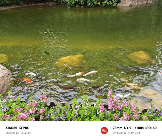 香港公園有假石龜......