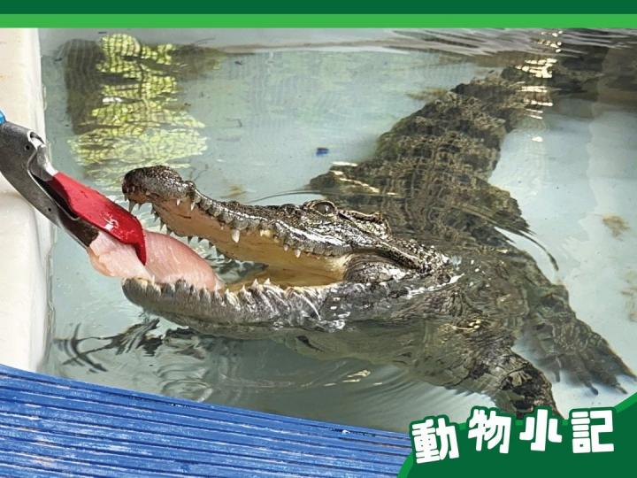 八鄉鱷魚現況........