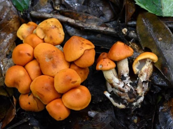 Chinese researchers have discovered a new fungus species... Chinese researchers have discovered a new fungus species...