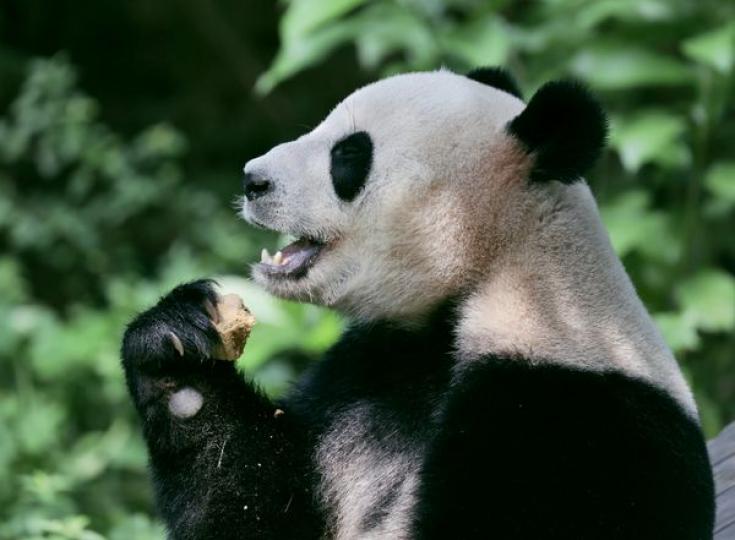 Giant pandas and Brazilian tapirs at the Chimelong Safari Park... Giant pandas and Brazilian tapirs at the Chimelong Safari Park...