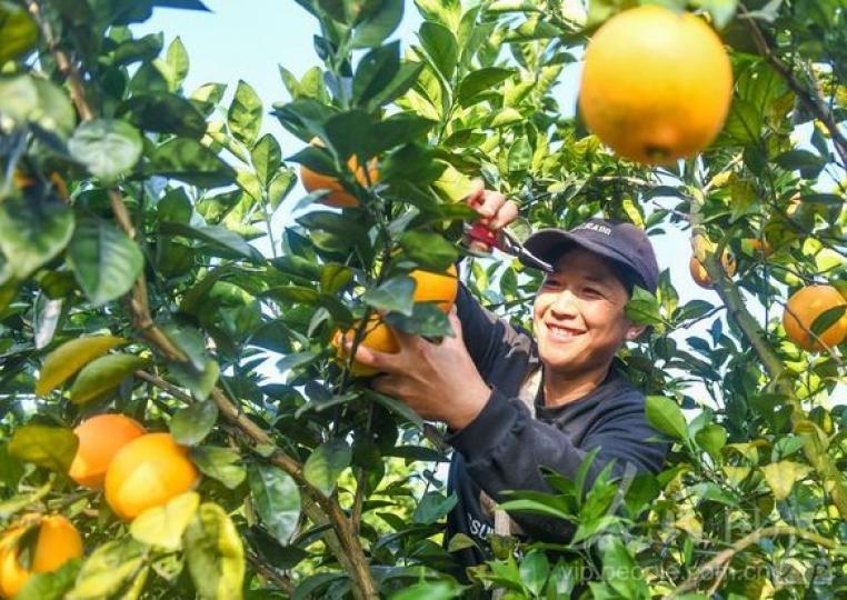 湖南道縣：臍橙豐收......