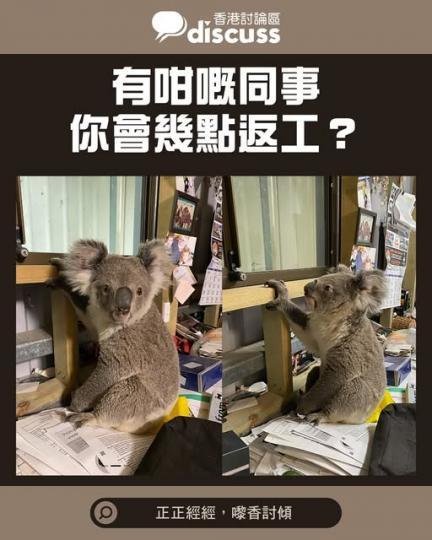 有隻野生樹熊坐定定係度「準備返工」...