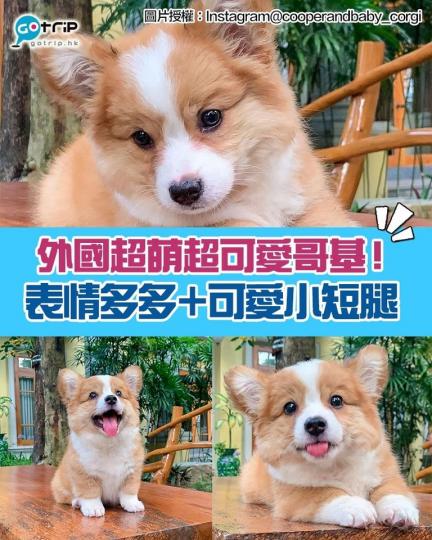 呢隻狗狗真係好得意呀......