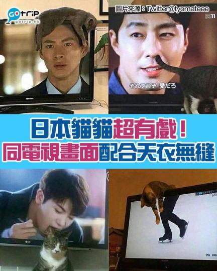 大家屋企嘅貓貓又會唔會咁？...