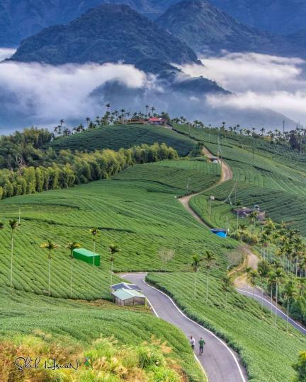 有高山環繞的「碧湖山觀光茶園」...