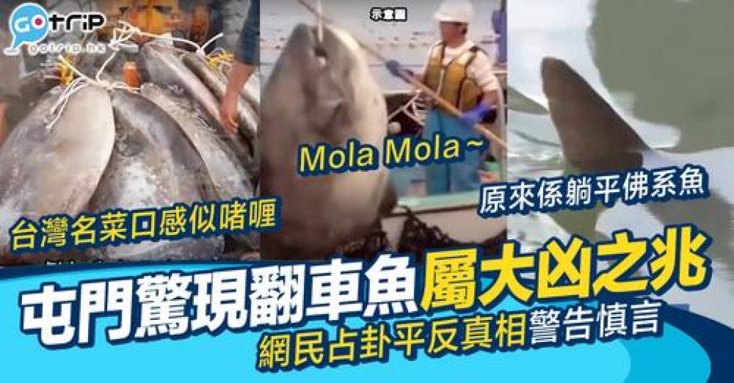早前屯門驚現一條怪魚，原來唔係鯊魚...