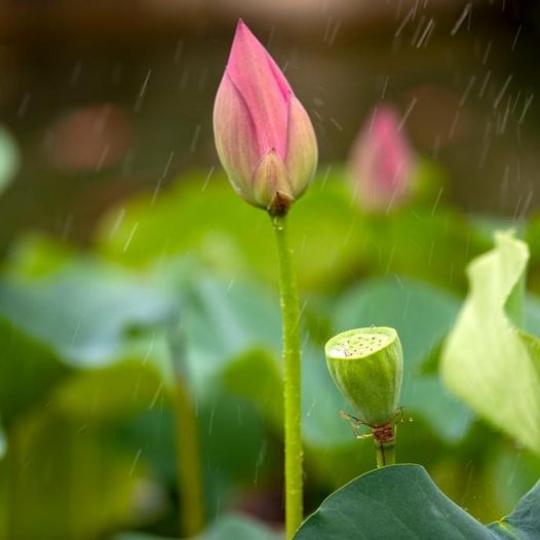 beautiful lotusbeautiful lotus...