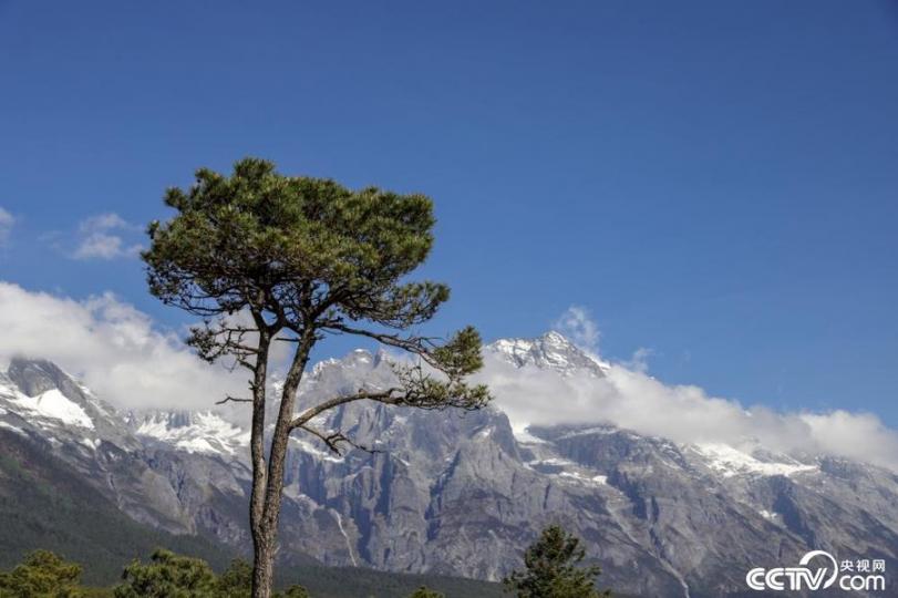 雲南麗江：玉龍雪山迎晴好天氣 樹木蒼翠...