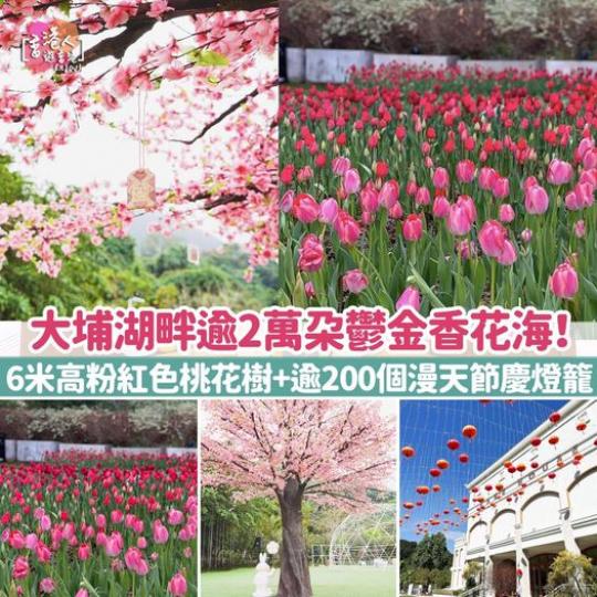 大埔湖畔餐廳逾2萬朵鬱金香花海...