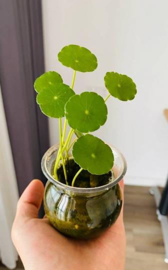 喜歡喝水的8種花，天天澆水也不怕...