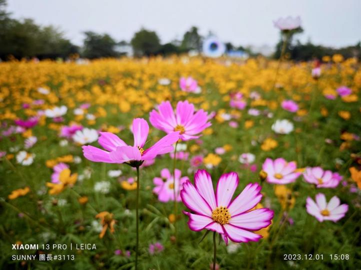 菊花展至11/12 .......
