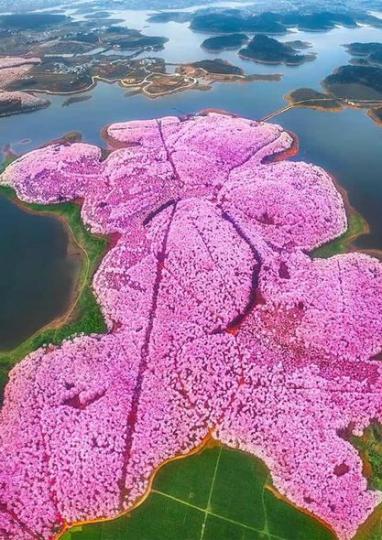 賞平壩萬畝樱花海........