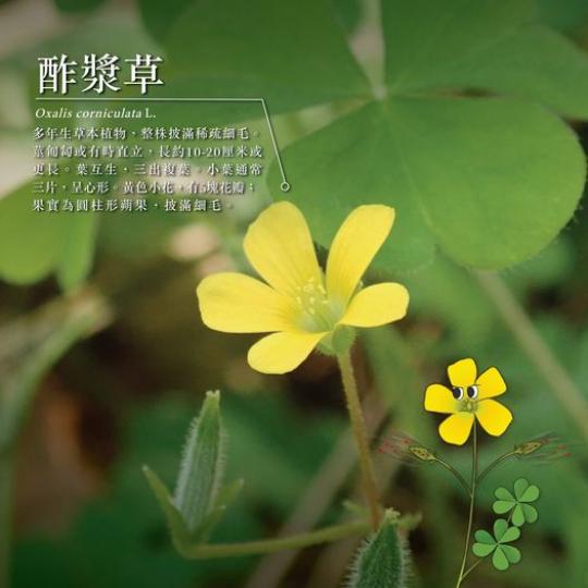 種子機關槍－酢漿草......