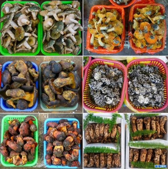 雲南野生菌大量上市.....