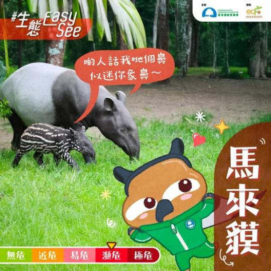可愛「四不像」馬來貘.......