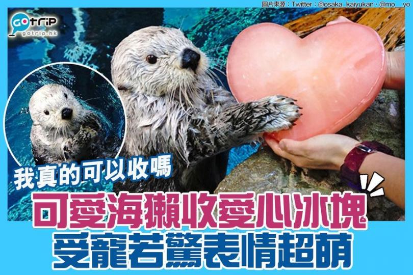 海獺受寵若驚地收到愛心冰塊，表情似問：「我真的可以收嗎？」天然呆萌表情令人會心微笑！...