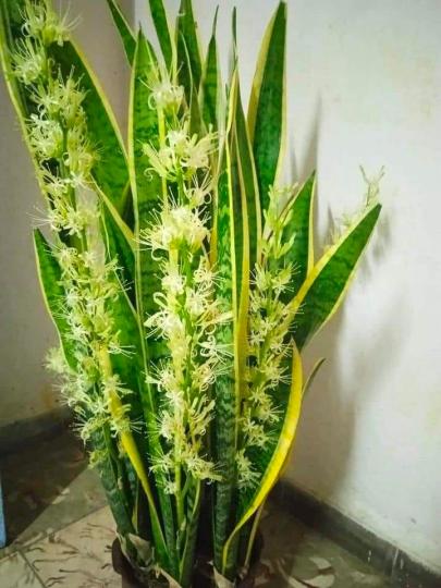 难得一见~~虎尾兰开花...