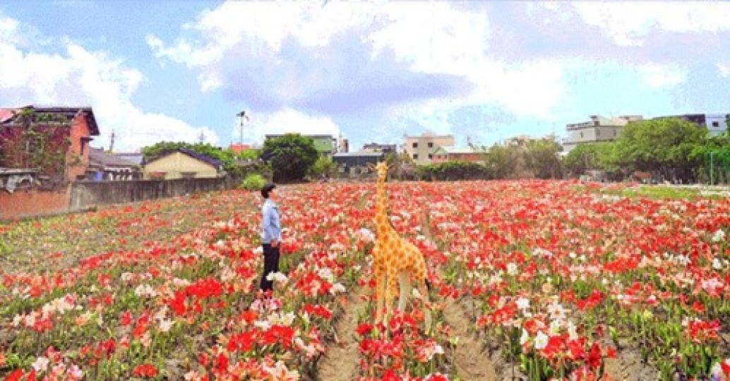 超限定期間的花海已經快結束啦...