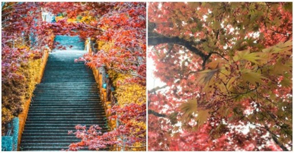 沒想到夏天也能欣賞優美的楓紅呢...